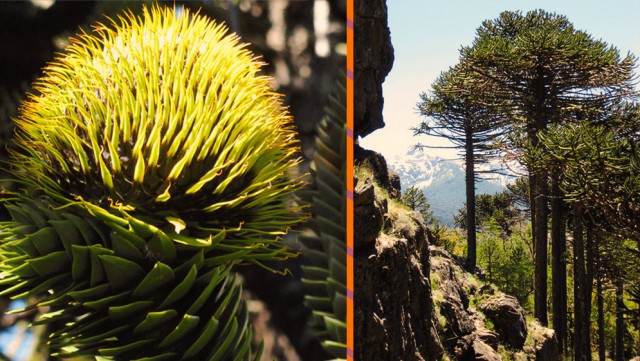 Izq: Cono femenino dearaucaria durante el primer año de desarollo. Der: Rodal de pewen o araucaria (Araucaria araucana) en la cuenca del río Malalco (Parque Nacional Lanín). Crédito: Ignacio Mundo.